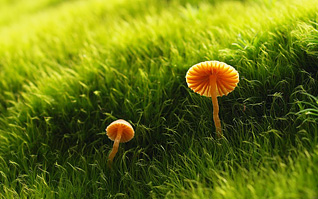 macro1