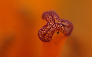 macro6