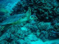 az2010138.jpg