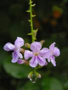 pc121992g.jpg