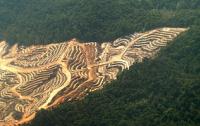 borneo3.jpg
